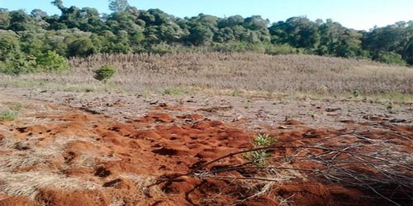 Breve informe acerca del control de hormigas de los géneros Atta. y Acromyrmex. Mediante el uso de Trichoderma sp y Beauveria bassiana - Image 1