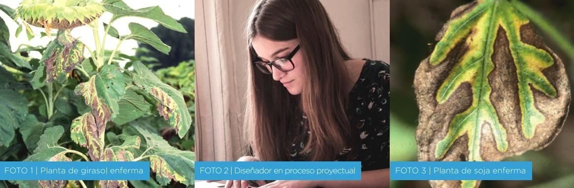 Diseño y sociabilización de información fitopatológica en el norte de la provincia de Buenos Aires - Image 1