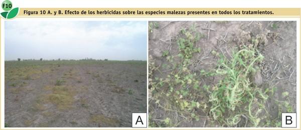 Efecto de dos coadyuvantes en el control de malezas en barbecho químico con dos técnicas de pulverización terrestre - Image 16