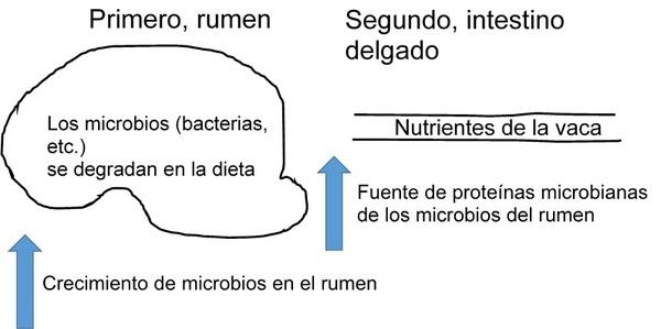 El uso de ingredientes de calidad extruidos en seco con alta fricción en las formulaciones lecheras durante las cambiantes condiciones de los mercados en América Latina - Image 3