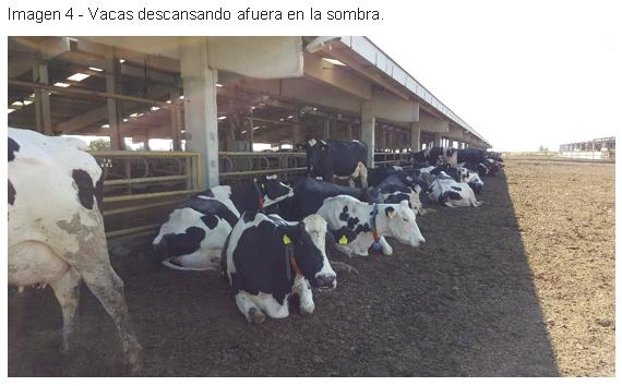Enfriamiento de vacas Ozlem dairy farm, Turquía - Image 8