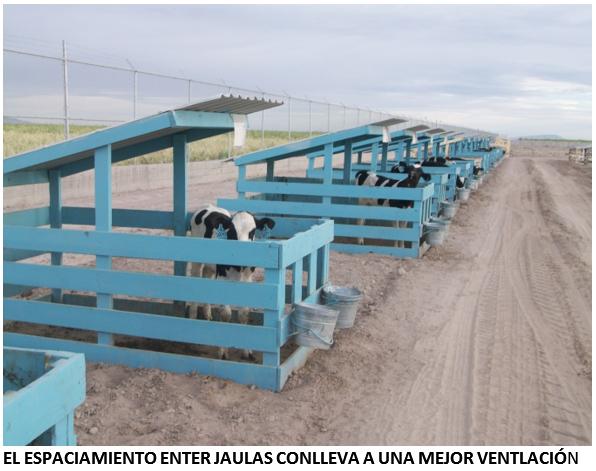 ¿Sus becerras y vaquillas lecheras sufren de estrés por calor? - Image 3