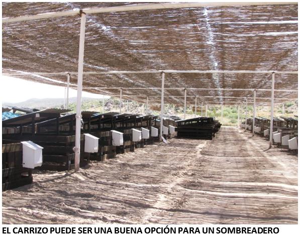 ¿Sus becerras y vaquillas lecheras sufren de estrés por calor? - Image 5