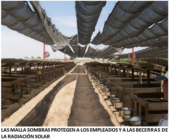 ¿Sus becerras y vaquillas lecheras sufren de estrés por calor? - Image 2