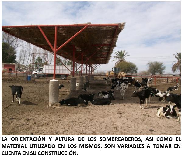 ¿Sus becerras y vaquillas lecheras sufren de estrés por calor? - Image 4