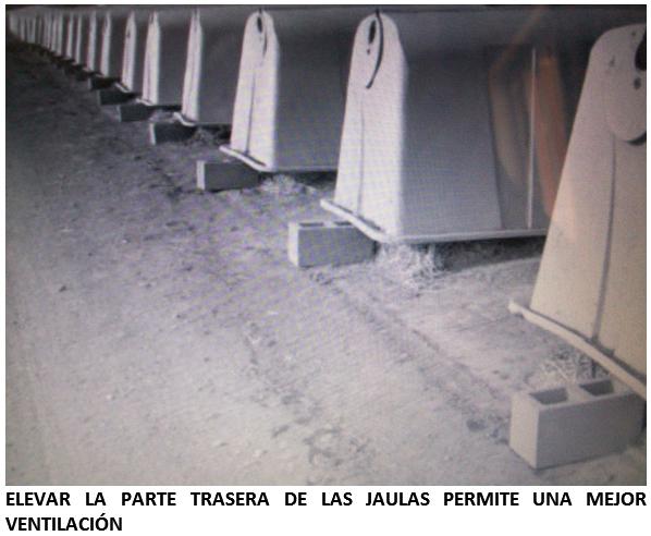 ¿Sus becerras y vaquillas lecheras sufren de estrés por calor? - Image 6