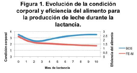 Alimentacion de las vacas lecheras para condicion corporal - Image 2