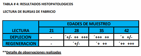 Evaluación diagnostica de situaciones clínicas de inmunosupresión en pollos de engorde: Hepatitis por Cuerpos de Inclusión y posibles enfermedades coadyuvantes - Image 4
