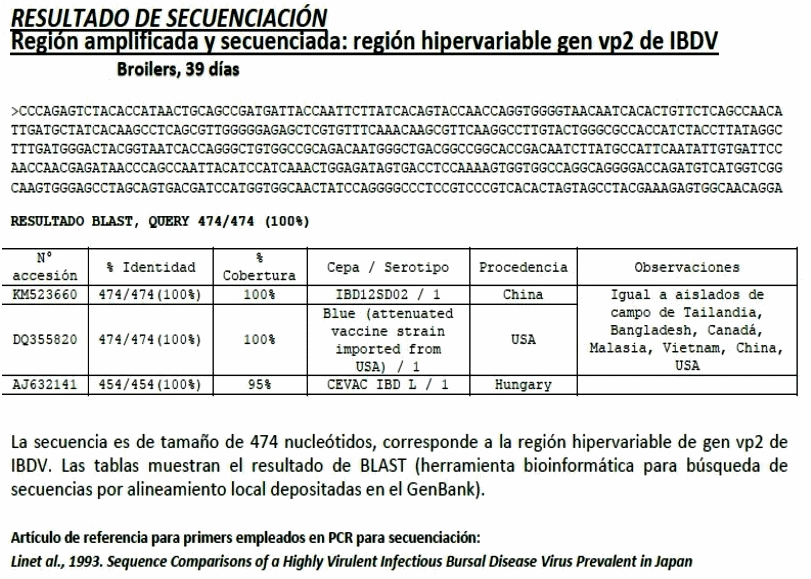 Evaluación diagnostica de situaciones clínicas de inmunosupresión en pollos de engorde: Hepatitis por Cuerpos de Inclusión y posibles enfermedades coadyuvantes - Image 7