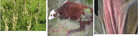 Intoxicación por Nitritos - Ac Cianhídrico con diagnóstico diferencial de muerte súbita. Actualización 2025 - Image 1