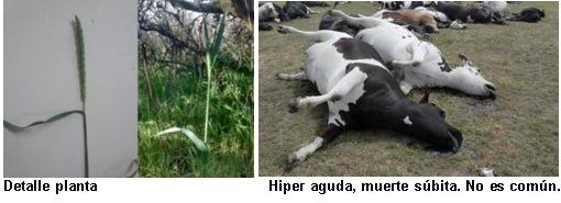 Intoxicación por Nitritos - Ac Cianhídrico con diagnóstico diferencial de muerte súbita. Actualización 2025 - Image 1