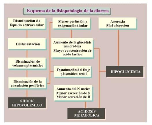 Diarrea Neonatal de los Terneros: Etiopatogenia, tratamiento y control - Image 3