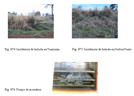 Evaluación de la producción forrajera de Gramíneas del Género Panicum en tres frecuencias de corte en el distrito de Minga Guazú, Alto Paraná-Paraguay - Image 25