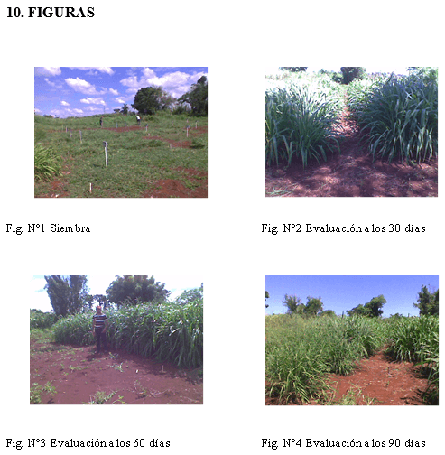 Evaluación de la producción forrajera de Gramíneas del Género Panicum en tres frecuencias de corte en el distrito de Minga Guazú, Alto Paraná-Paraguay - Image 24