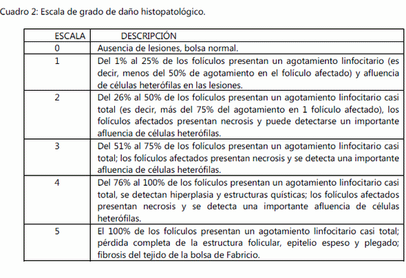 Estudio comparativo para determinar los cambios producidos por tres vacunas elaboradas con diferentes tecnologías con el virus de la infeccion de la bolsa de fabricio. - Image 2