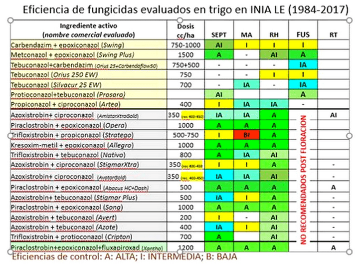 Roya estriada o amarilla de trigo en Uruguay - Image 4