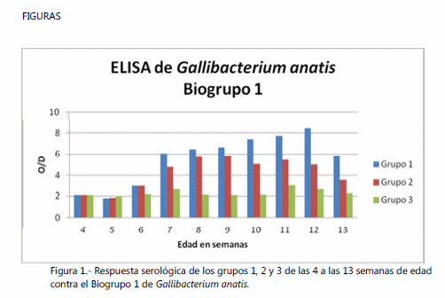 Estudio de campo determinación del inicio y duración de la inmunidad de la fracción gallibacterium anatis inducida por una vacuna comercial contra gallibacterium a. y la enfermedad de coriza en gallina de postura. - Image 2