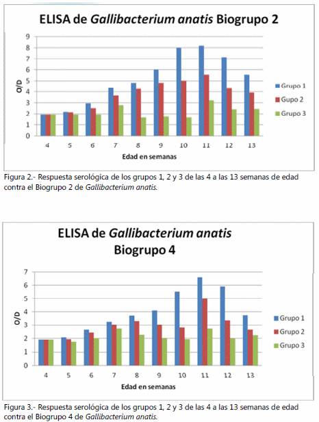 Estudio de campo determinación del inicio y duración de la inmunidad de la fracción gallibacterium anatis inducida por una vacuna comercial contra gallibacterium a. y la enfermedad de coriza en gallina de postura. - Image 3