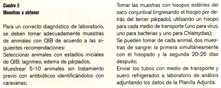 Queratoconjuntivitis Infecciosa Bovina (QIB) - Image 2