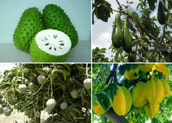 Producción de frutales en las ciudades y pueblos - Image 1