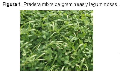 Forrajes: Cuidados a tener en cuenta con los muestreos - Image 1