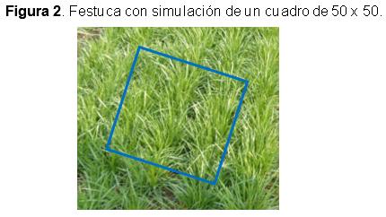 Forrajes: Cuidados a tener en cuenta con los muestreos - Image 2