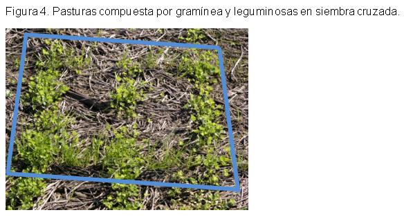 Forrajes: Cuidados a tener en cuenta con los muestreos - Image 6