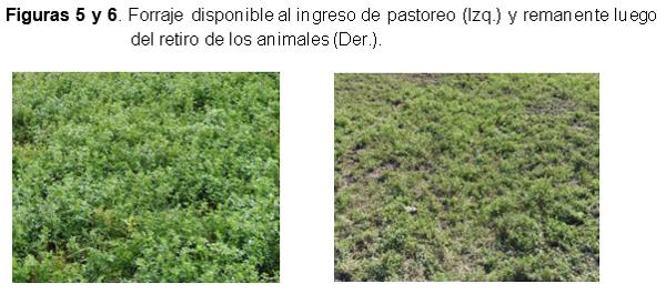 Forrajes: Cuidados a tener en cuenta con los muestreos - Image 8