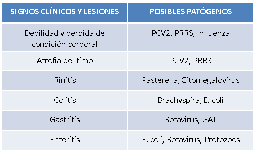 Decálogo de transición de lechones - Image 9