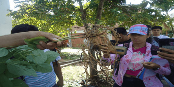 Experiencias de abonamiento con dolomita amazonica en el cultivo de soya en Tarapoto – Peru - Image 5