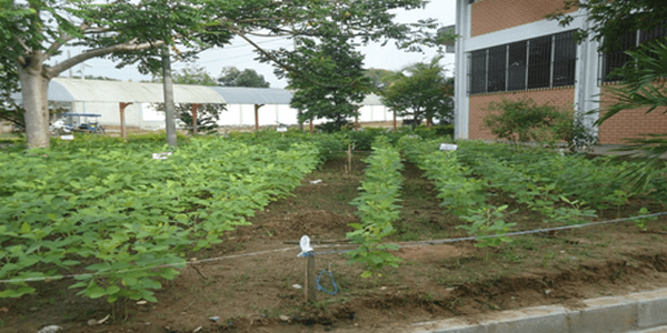 Experiencias de abonamiento con dolomita amazonica en el cultivo de soya en Tarapoto – Peru - Image 3