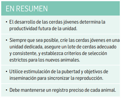 6 factores críticos para el manejo exitoso de las cerdas jóvenes - Image 4