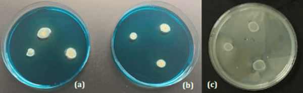 ¿Pueden ser los bacteriófagos una medida de control frente a Salmonella en avicultura? Resultados preliminares. - Image 2