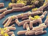 ¿Hemos hecho los deberes en cuanto a la Salmonella? - Image 1
