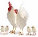 ¿Hemos hecho los deberes en cuanto a la Salmonella? - Image 3