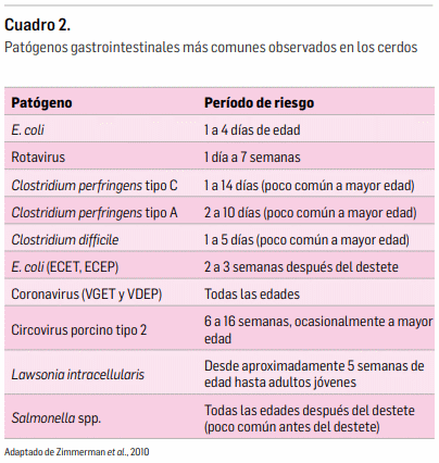 La importancia de la salud intestinal en la producción porcina libre de antibióticos - Image 5