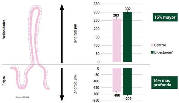 La importancia de la salud intestinal en la producción porcina libre de antibióticos - Image 7