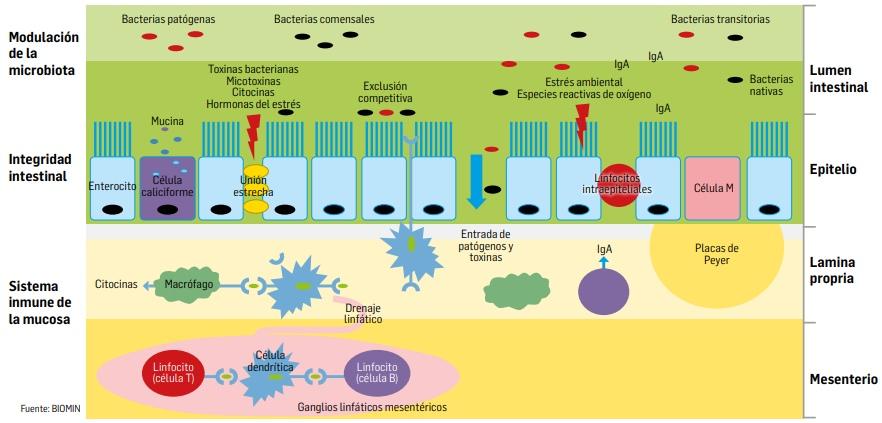 La importancia de la salud intestinal en la producción porcina libre de antibióticos - Image 2
