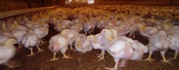 Parámetros a evaluar en la recría de pollos parrilleros para asegurar crianzas óptimas - Image 1