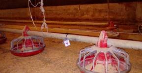 Parámetros a evaluar en la recría de pollos parrilleros para asegurar crianzas óptimas - Image 2