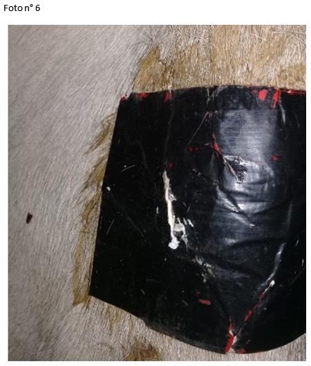 Trabajo con parches tricolores para la deteccion de celo - Image 12