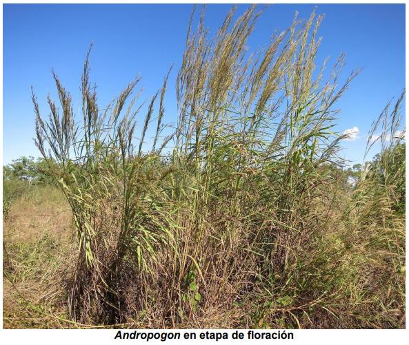El pasto gamba (Andropogon Gayanus), una gramínea promisoria para el corredor seco del suroriente de Guatemala - Image 2