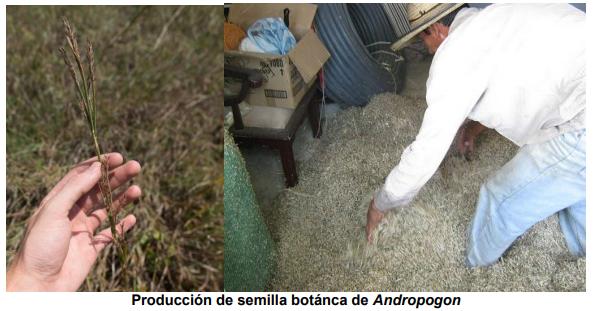 El pasto gamba (Andropogon Gayanus), una gramínea promisoria para el corredor seco del suroriente de Guatemala - Image 3