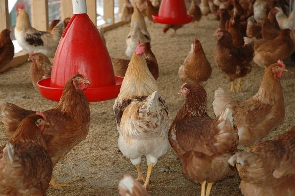 Caso de éxito en Pollo de Engorde Natbio Balance - Image 1