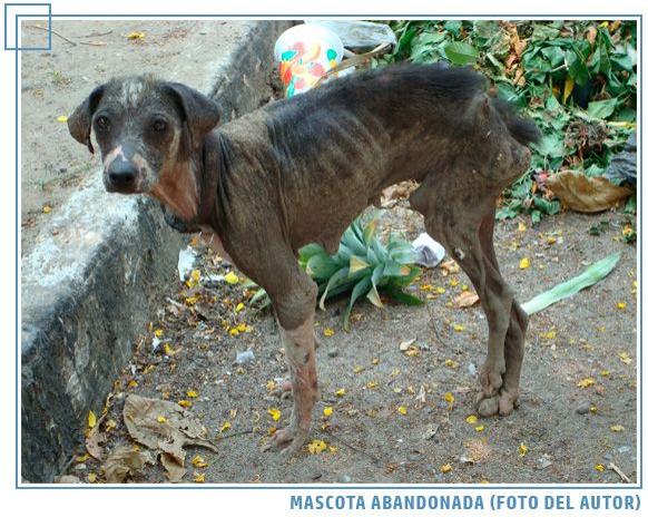 Bienestar animal: aspectos importantes - Image 4