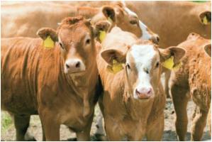 Bienestar animal: aspectos importantes - Image 1