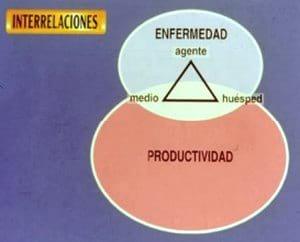 Interrelación de los Agentes Respiratorios y su control en las Operaciones Avícolas - Image 1