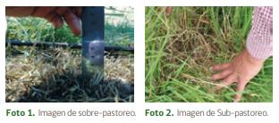 Importancia del pastoreo para lograr una producción ganadera rentable - Image 1