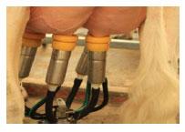 Sectores críticos en el ciclo de vida de la hembra bovina tipo leche; cuidados biotécnicos y manejo para el buen desarrollo, salud, bienestar y productividad - Image 27