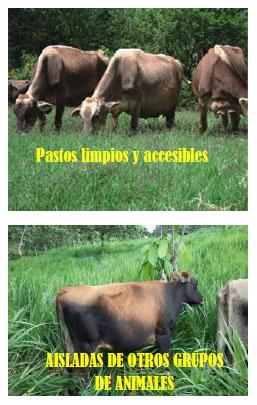 Sectores críticos en el ciclo de vida de la hembra bovina tipo leche; cuidados biotécnicos y manejo para el buen desarrollo, salud, bienestar y productividad - Image 23